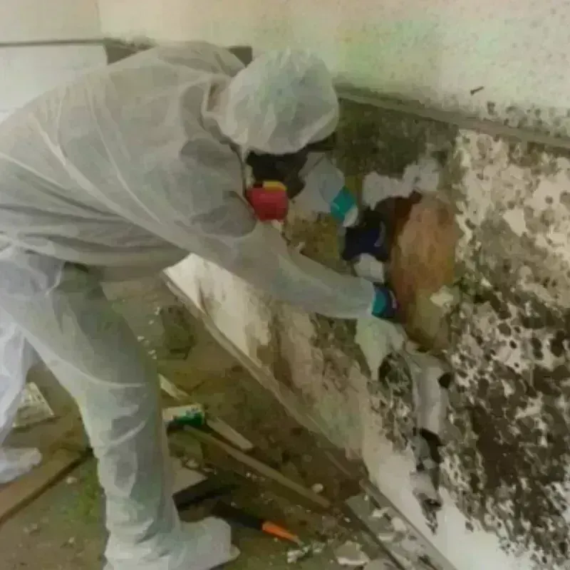 Mold Remediation and Removal in Franklin County, AL